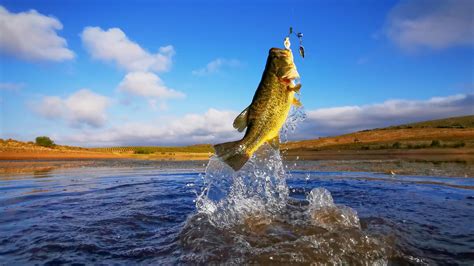The Ultimate Guide to Catching Largemouth Bass.